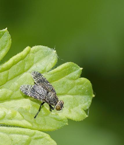 Réf. 215 337 : Platystoma seminationis